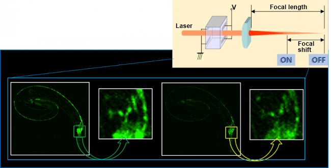 Gambar dua foton C. elegans