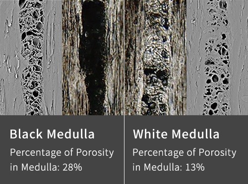Black Medulla: Percentage of voids in Medulla: 28% White Medulla: Percentage of voids in Medulla: 13%