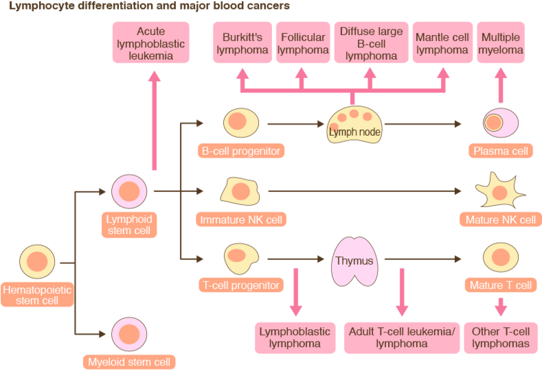 Lymphocyte differentiation and major blood cancers
